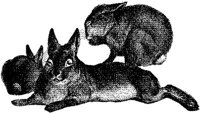 AMB089C.JPG