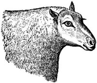 AMB062D.JPG