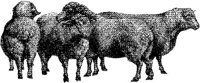 AMB061G.JPG