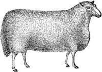 AMB061E.JPG