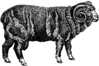 AMB060F.JPG