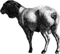 AMB060B.JPG