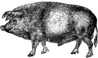 AMB055C.JPG
