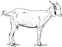 AIL026E.JPG