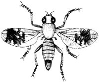 TAN105F.JPG