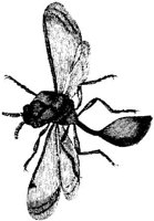 TAN104B.JPG