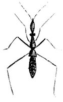 TAN103V.JPG