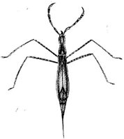 TAN103T.JPG