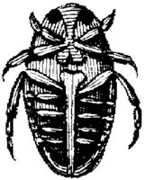 TAN103L.JPG
