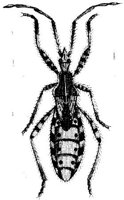 TAN103J.JPG