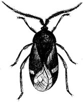 TAN103F.JPG