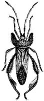 TAN103D.JPG