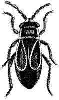 TAN103C.JPG