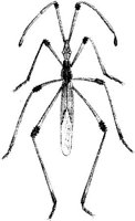 TAN103A.JPG