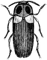 TAN102R.JPG
