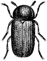 TAN102N.JPG