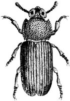 TAN102F.JPG