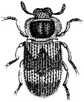 TAN102D.JPG