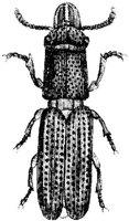 TAN102A.JPG