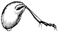 TAN100N.JPG