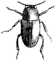 TAN100G.JPG
