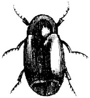 TAN100D.JPG