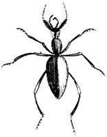 TAN100B.JPG