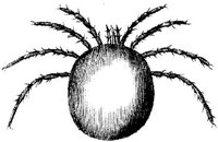 TAN099M.JPG