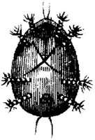 TAN099G.JPG