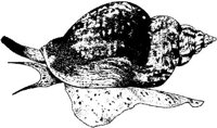 MAR024C.JPG