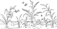 FLM081C.JPG