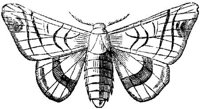 EAC029L.JPG