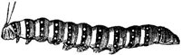 EAC029II.JPG