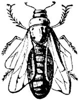 EAC028V.JPG