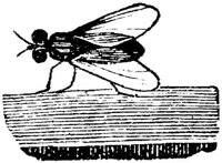 EAA153M.JPG