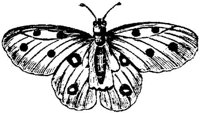 EAA153J.JPG