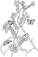 BTF047A.JPG