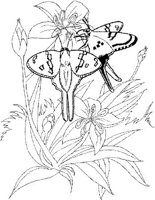 BTF046A.JPG