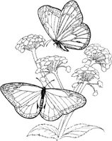 BTF044A.JPG