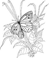 BTF042A.JPG