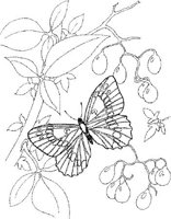 BTF037A.JPG
