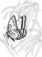 BTF036A.JPG