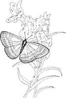 BTF035A.JPG