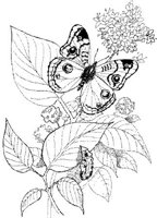 BTF033A.JPG