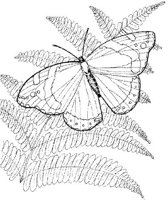 BTF031A.JPG