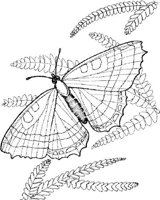 BTF029A.JPG