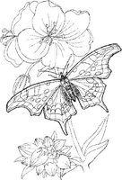 BTF027A.JPG