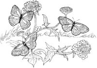 BTF024A.JPG