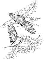 BTF023A.JPG