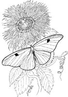 BTF022A.JPG